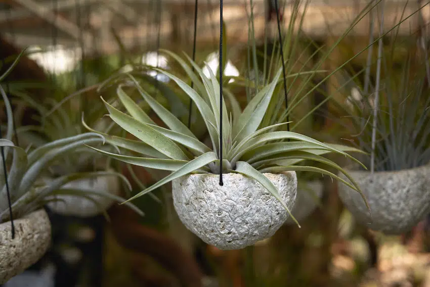 Air plants in decorative hanging planters 