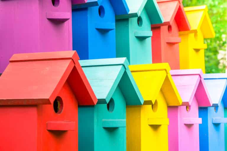 What Colors Attract Birds Create A Bird Friendly Yard Designing Idea