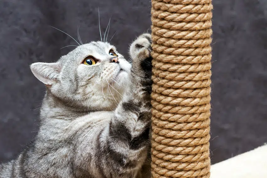 Use scratchpost as cat deterrent