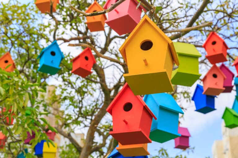 What Colors Attract Birds? (Create a Bird Friendly Yard)