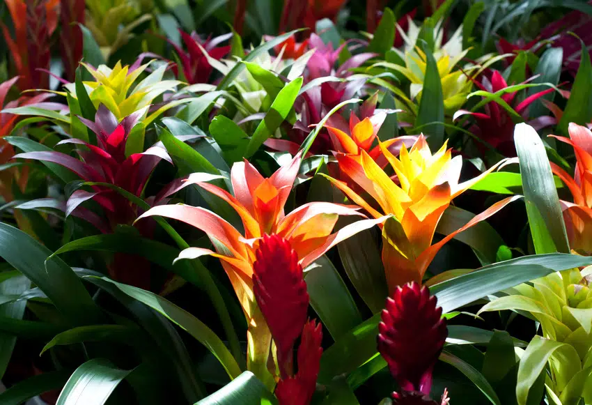 Exotic tropical bromeliads getting sunlight