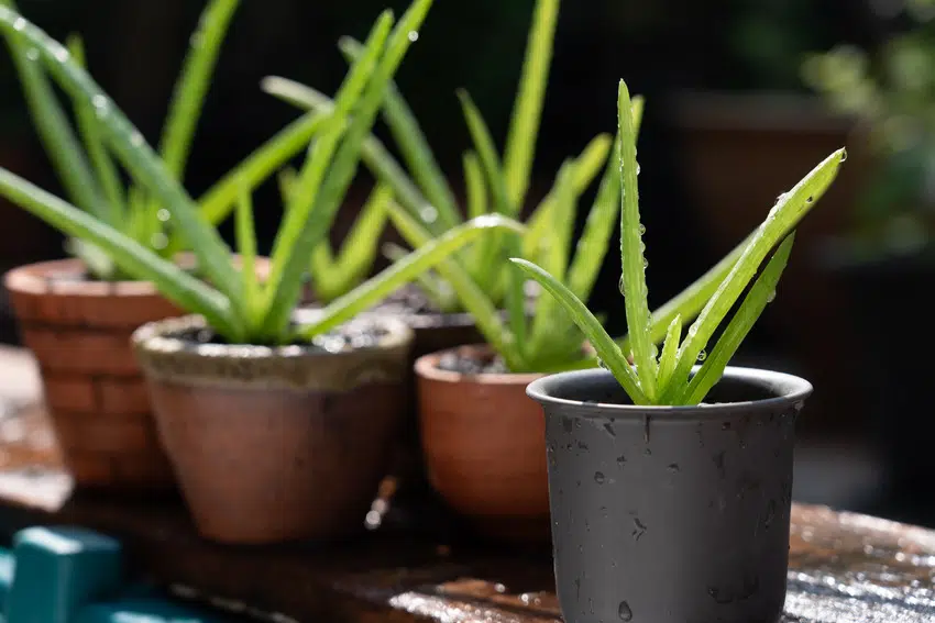 Newly watered potted aloe vera plants