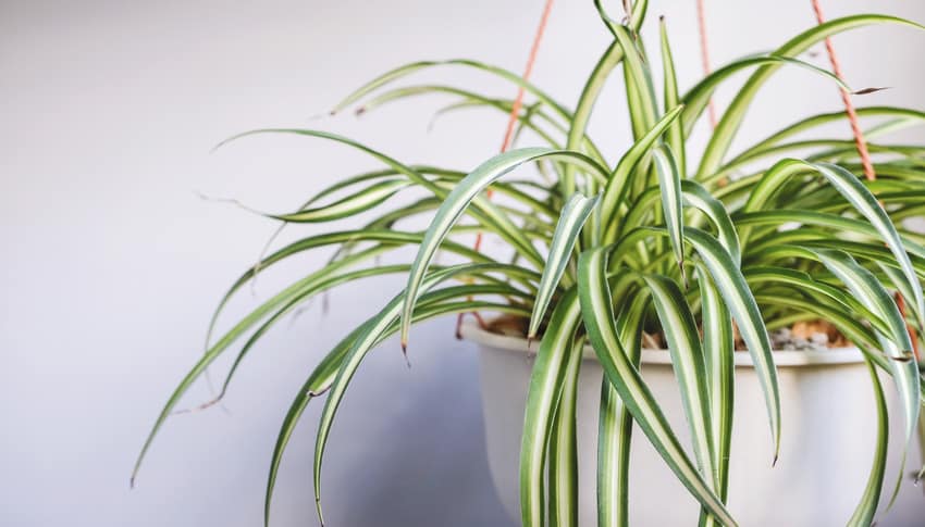 Spider plant in white pot at the balcony