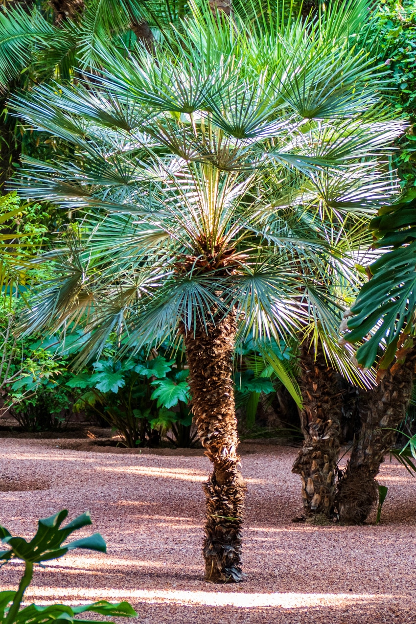 Chamaerops humilis mediterranean palm