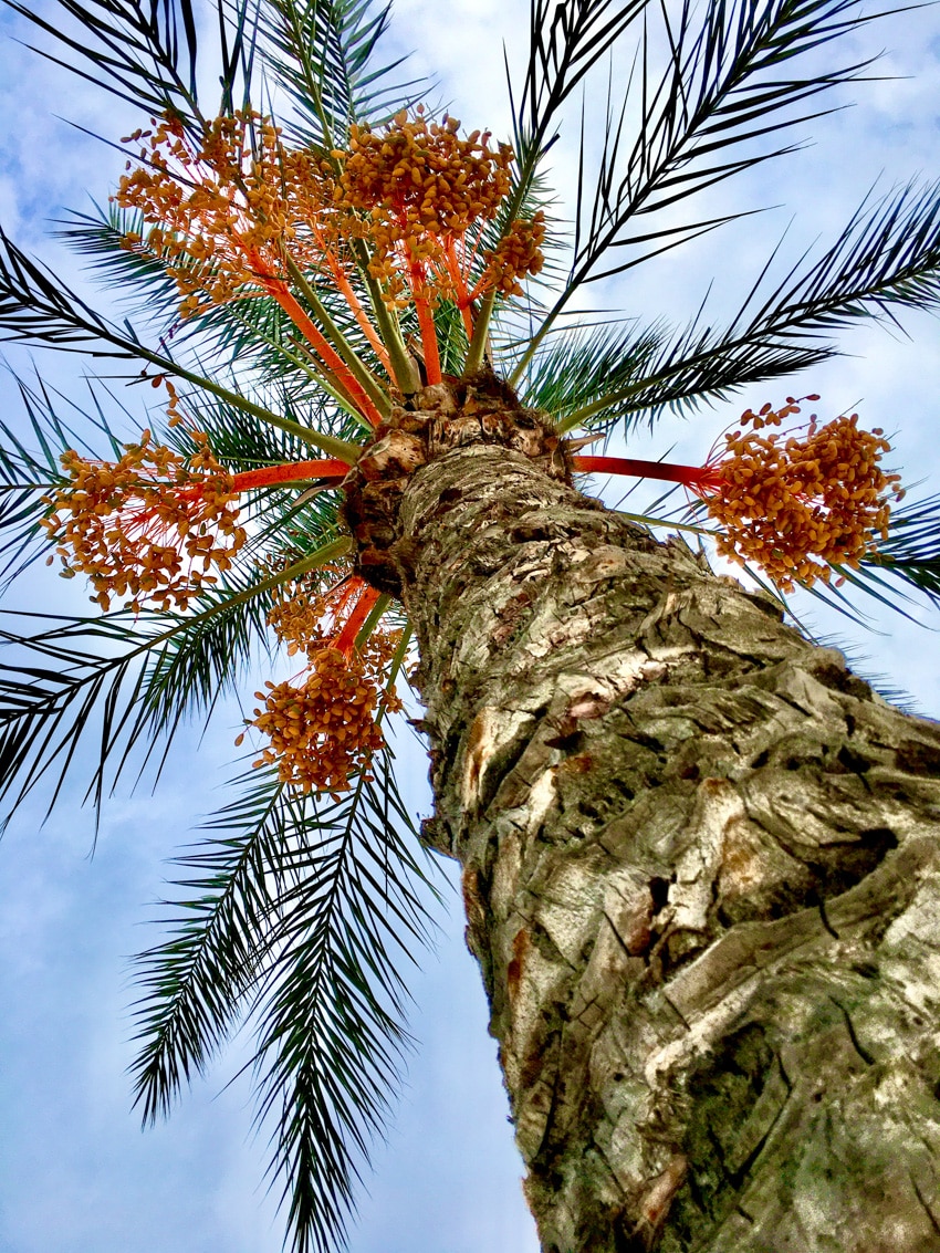 Pindo palm tree