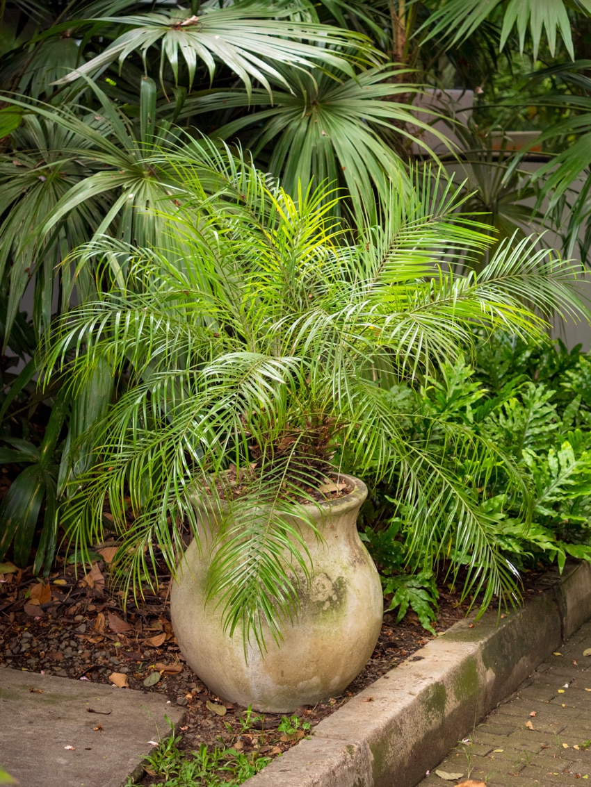 Pygmy date palm plant