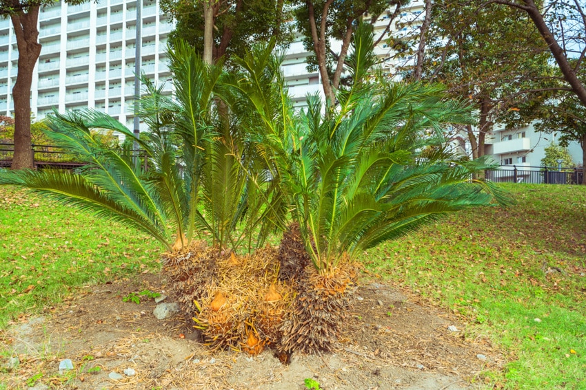 Sago palm plant
