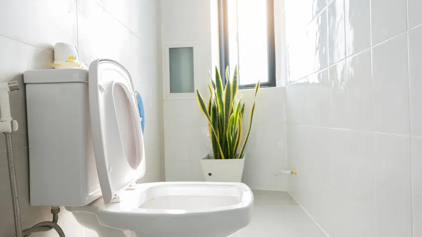 Classic white bathroom interior with plant 