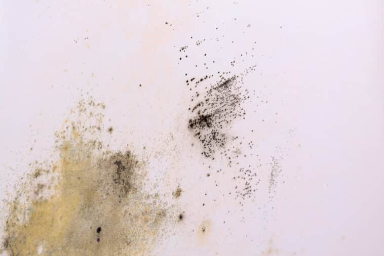 Mold in Closet (Causes, Removal & Prevention)