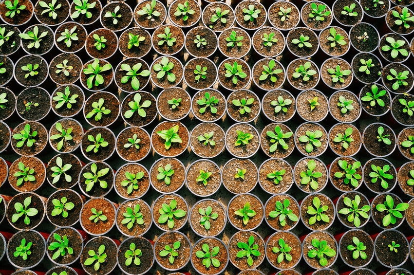 Collection of seedlings getting sunlight