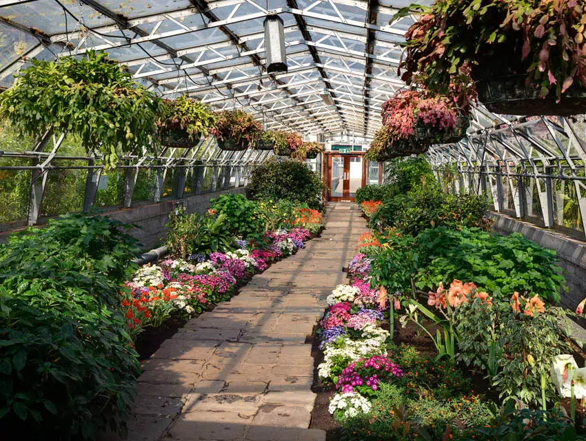 Flowers and plants inside greenhouse