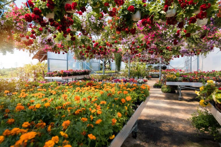 How to Organize a Greenhouse