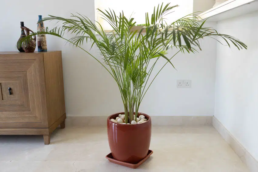 Indoor plant