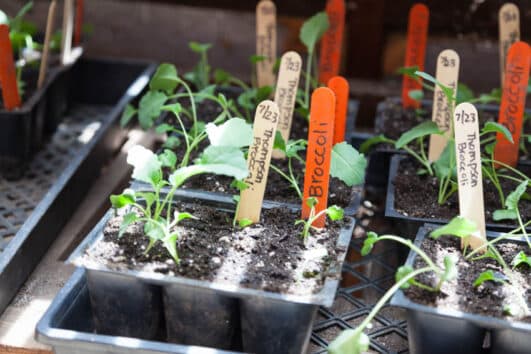 How to Organize a Greenhouse For Best Use