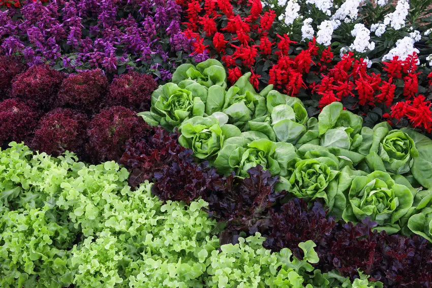 Various hydroponic vegetables and flowers