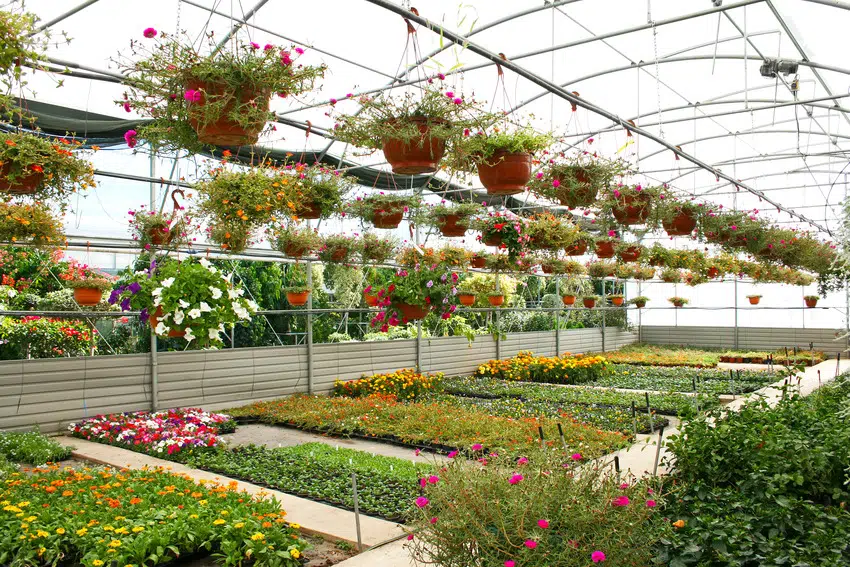Various plants and flowers in greenhouse