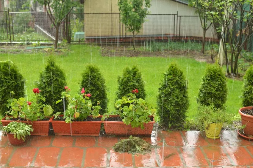 Brick walkway yard fence plants trees