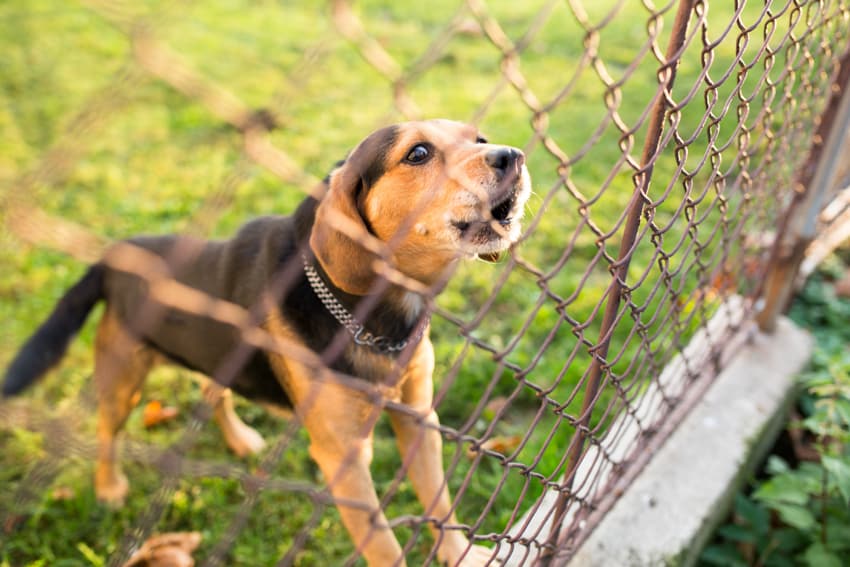 Dog inside pet fence