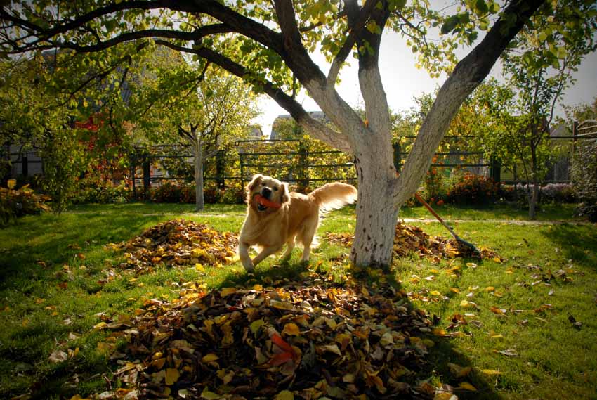 Dog playing in yard leaves trees