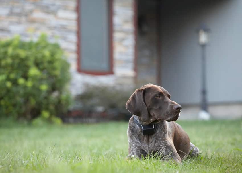 Dog with invisible fence 