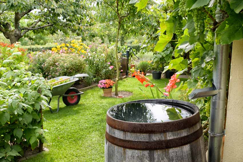Garden with barrel for rain water trees flowers plants