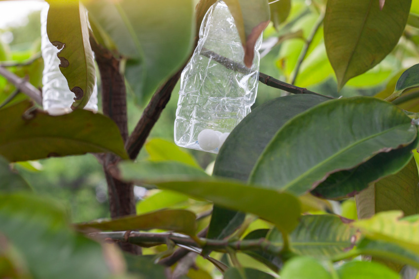 Mothballs in plastic bottle to keep bees away
