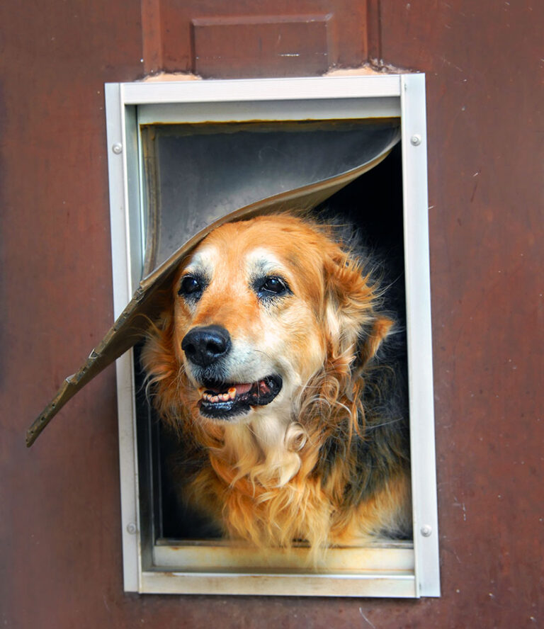 Dog Door Sizes (Dimensions & Measurement Guide)