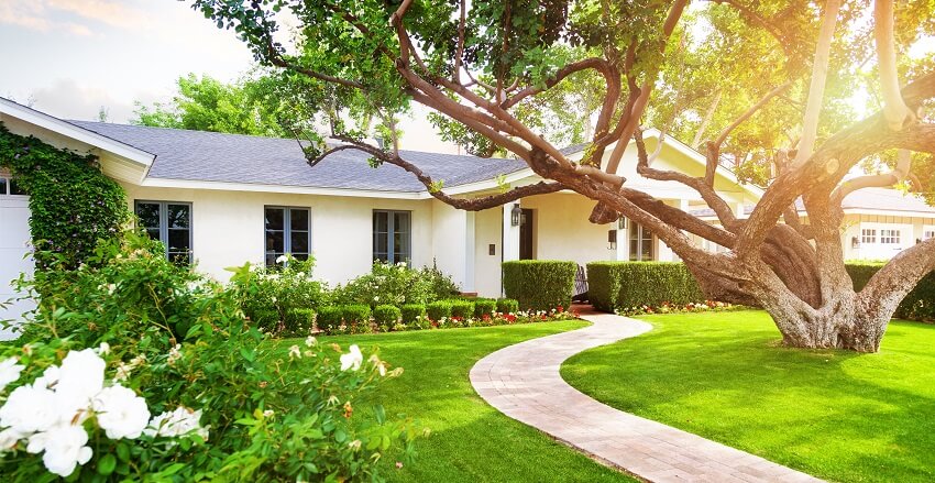 Beautiful white ranch dwelling with curve walkway big green grass yard large tree and roses