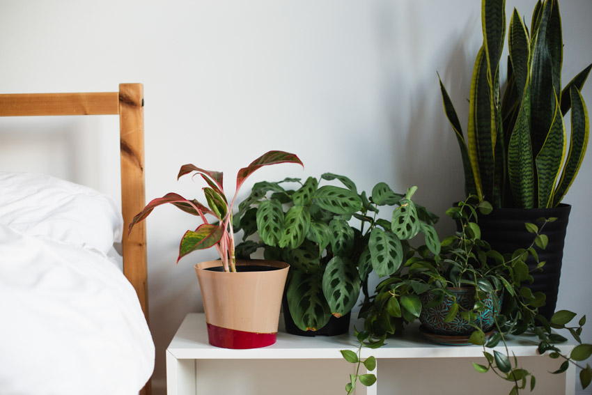 Different potted plants on nightstand bedroom