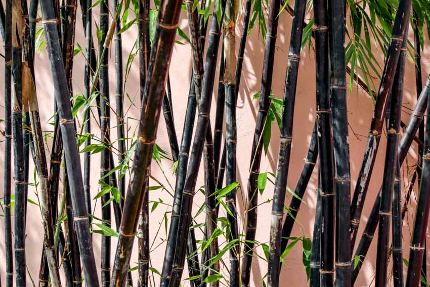 Black bamboo house plants