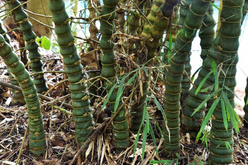 Buddha belly bamboo plants for home interiors