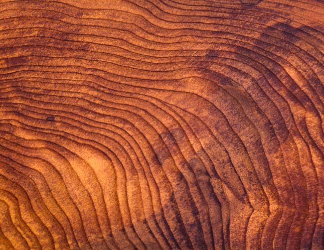 Burls in wood grain pattern