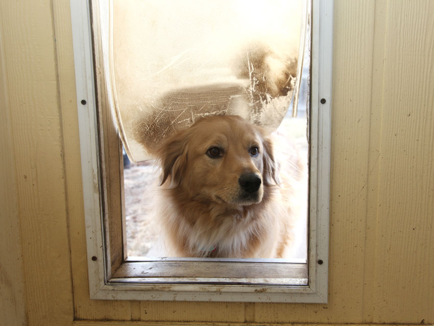 Dog door flap