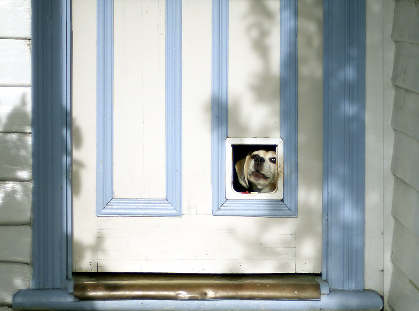 Dog door for entrance and exit of pets
