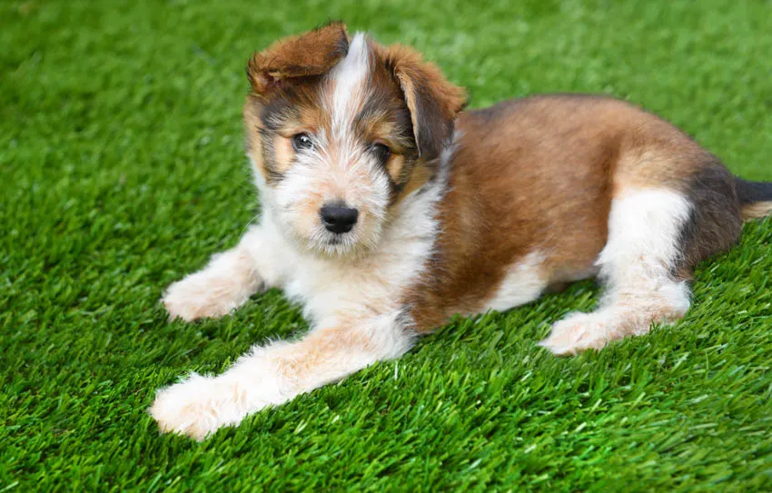 Small dog on top of an artificial turf