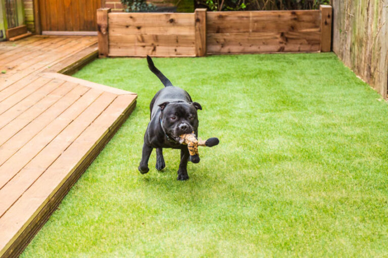 Artificial Turf For Dogs Pros And Cons