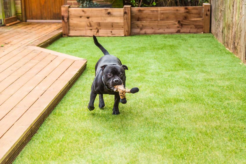 Dog running and playing on artificial turf near wooden patio