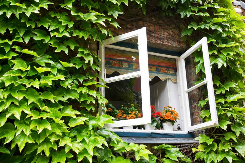 Exterior wall filled with foliage and white casement windows