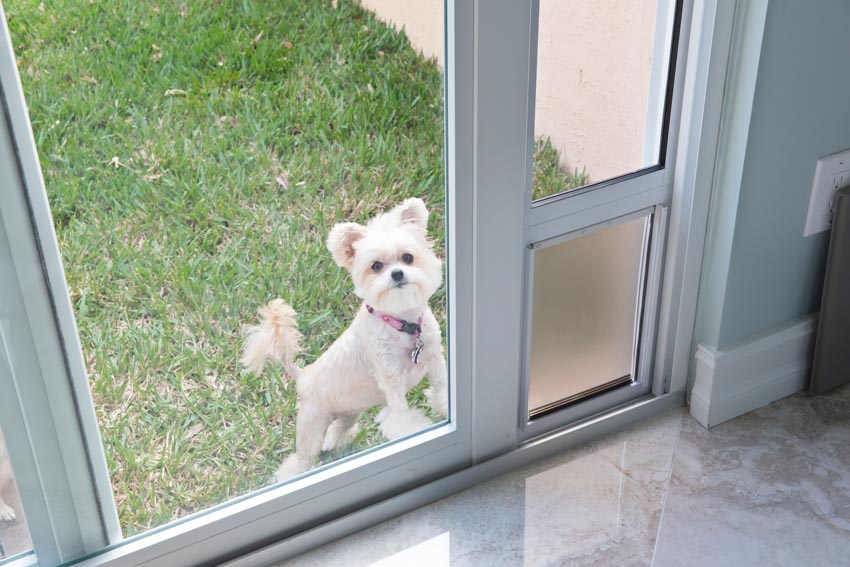 Glass door with provision for dog flap