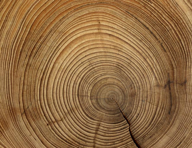 Growth rings on wood grain pattern