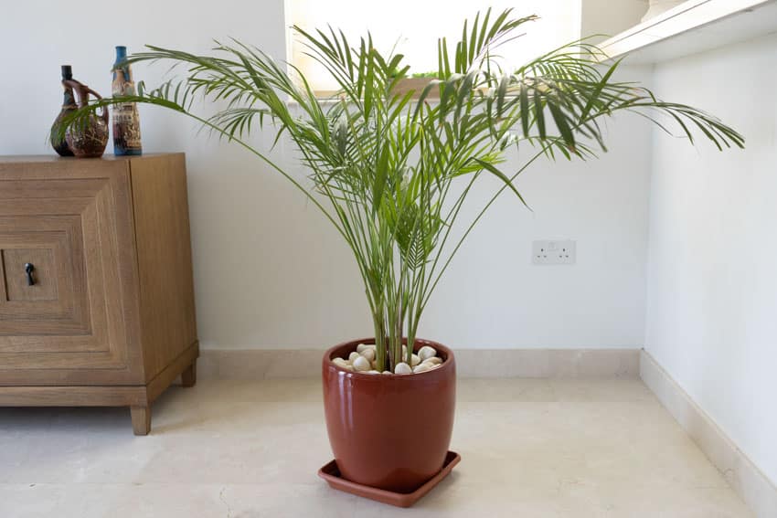 Potted bamboo plant inside a room with white walls window