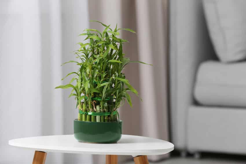 Small bamboo plant on top of a table inside a living room