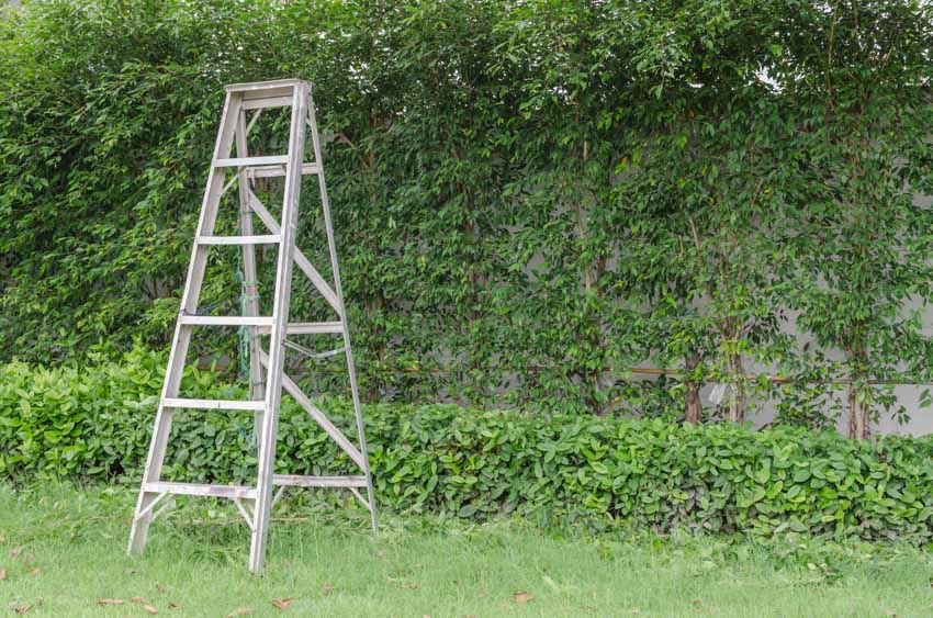 Lawn area with foliage and ladder