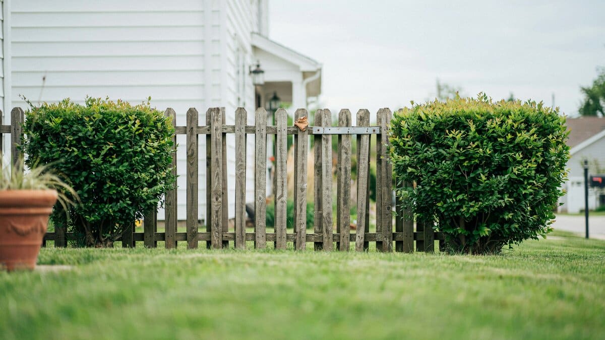 Short wooden fence set between trimmed green shrubs in a front yard