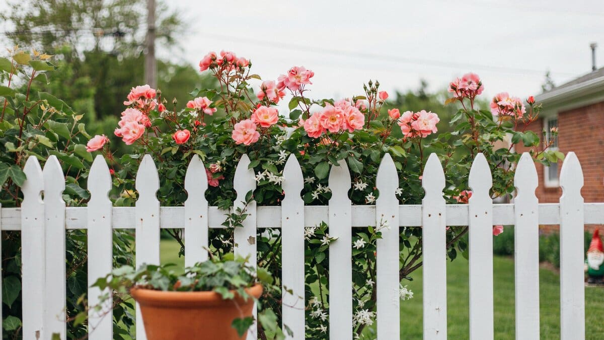 White garden fence covered with climbing flowering vines
