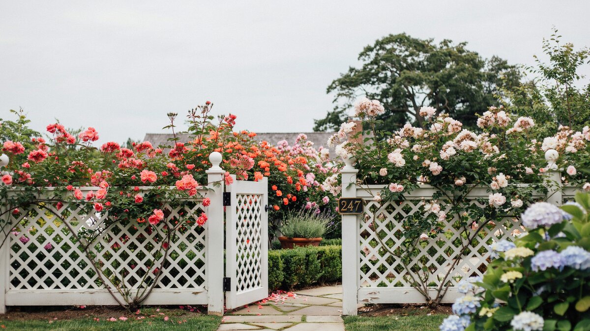 White lattice fence and gate with flowering climbing roses
