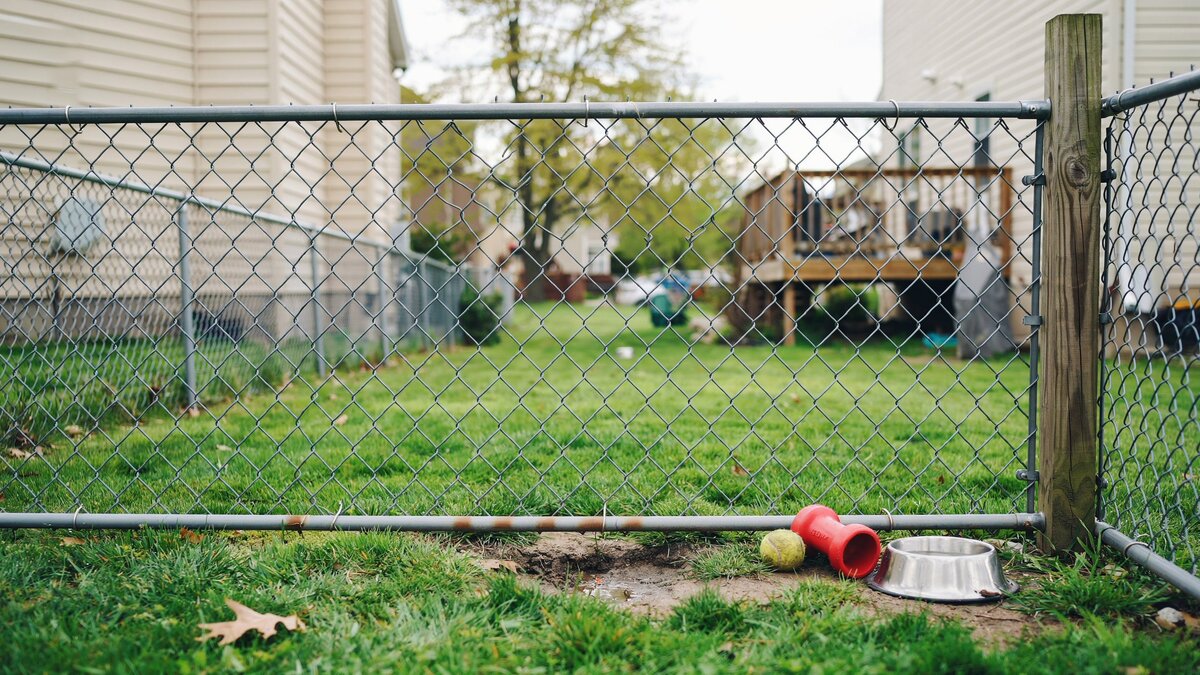 Chain link dog fence enclosing a backyard pet area