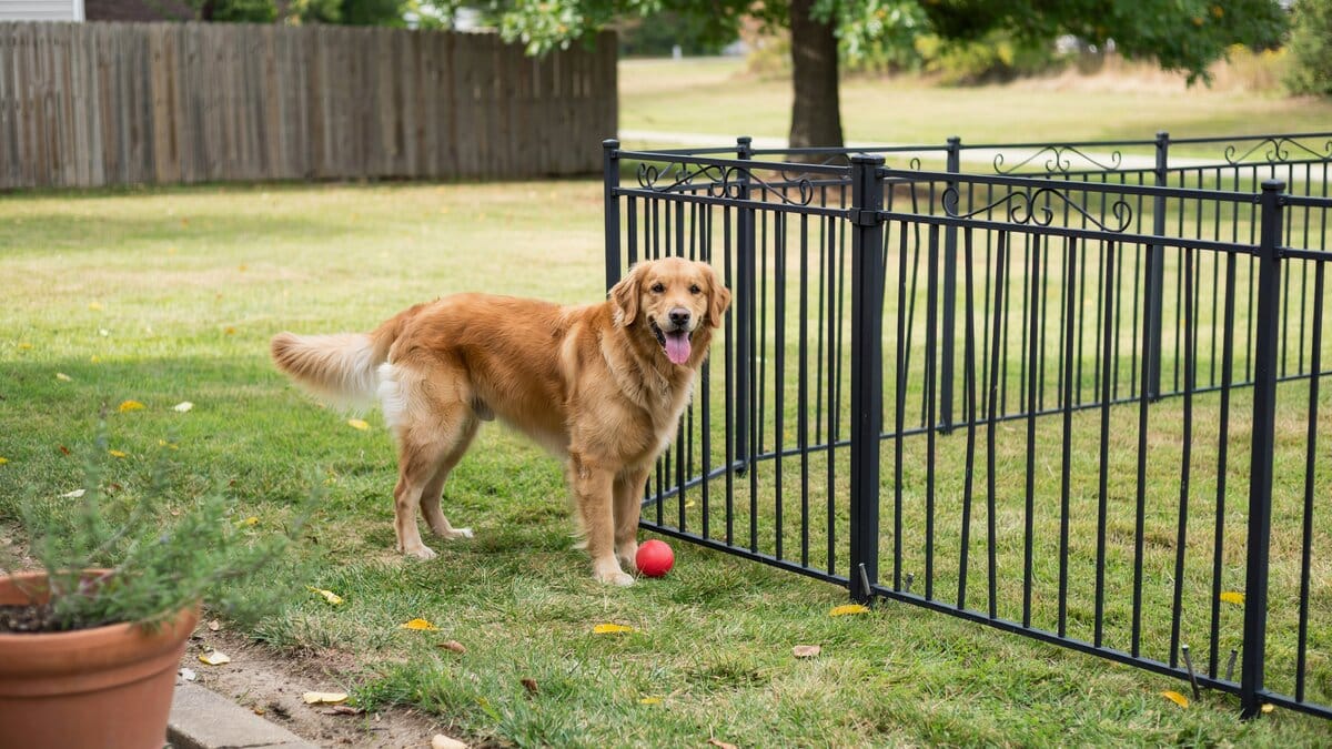 Black metal pet fence in a backyard with a dog