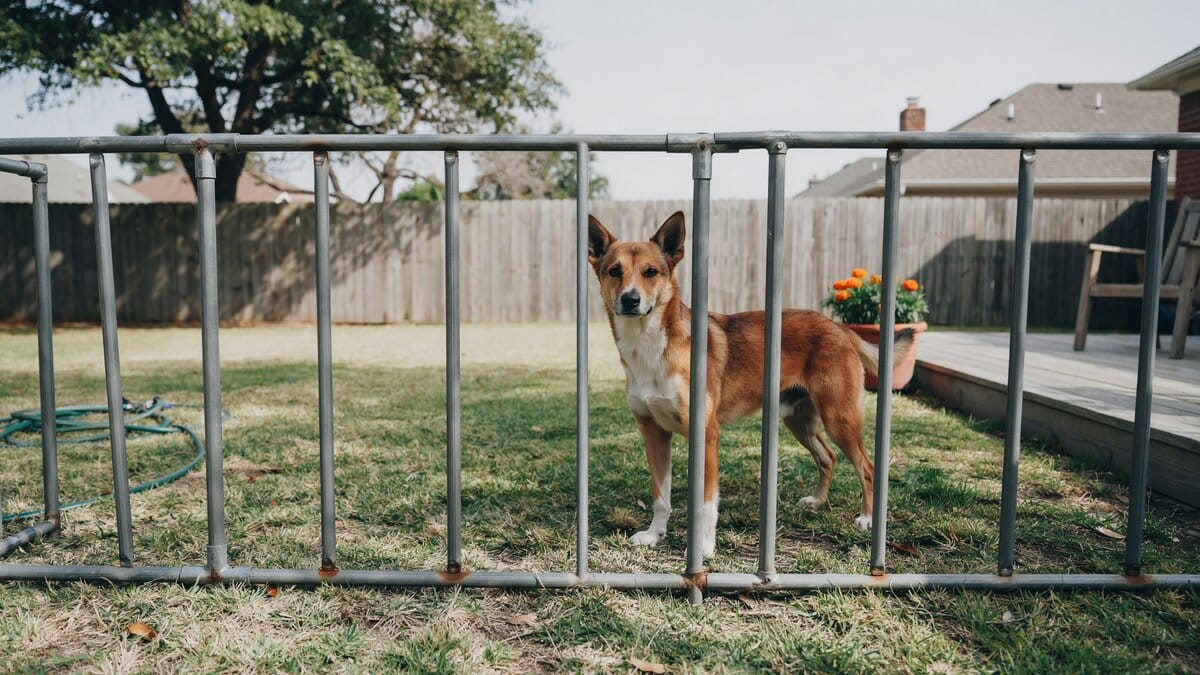 Metal dog fence enclosing a residential backyard