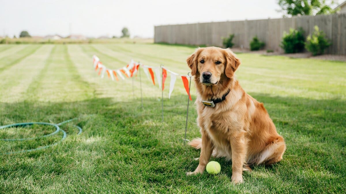 Dog wearing a collar in a green yard with an invisible fence boundary flag